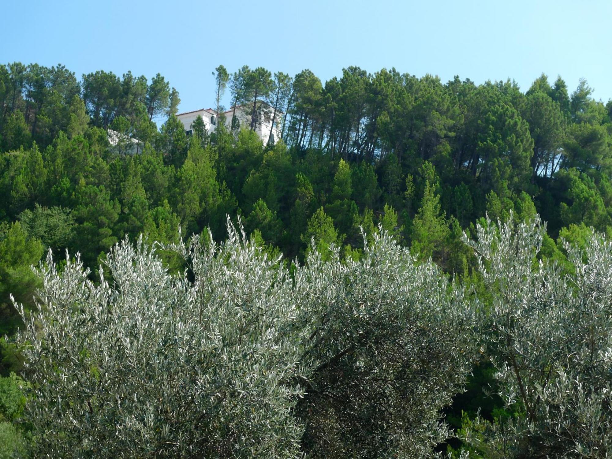 Apartments Maslina Sveti Stefan Esterno foto